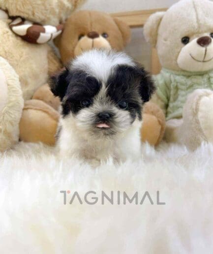 Maltipoo puppy for sale, dog for sale at Tagnimal