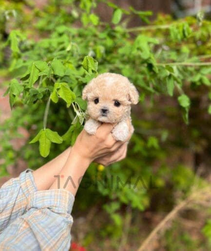 Maltipoo puppy for sale, dog for sale at Tagnimal