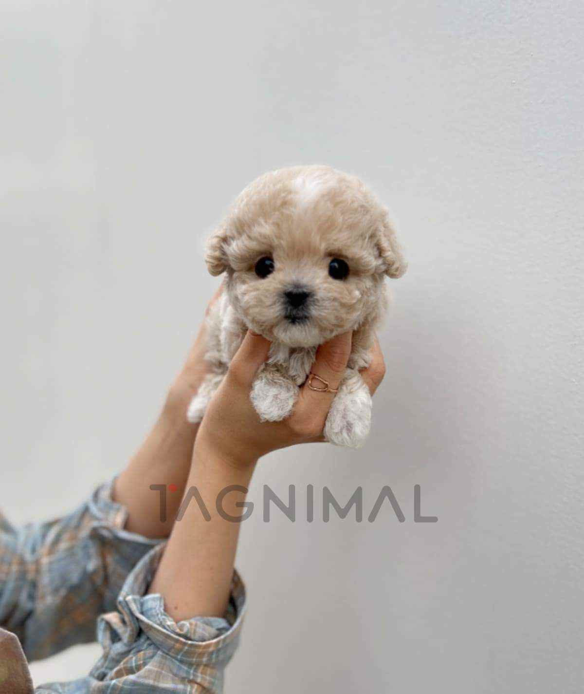 Maltipoo puppy for sale, dog for sale at Tagnimal
