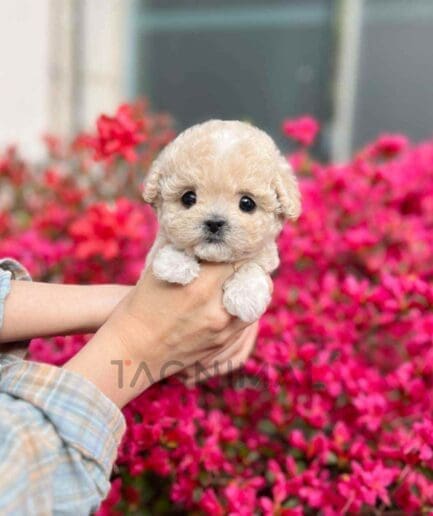 Maltipoo puppy for sale, dog for sale at Tagnimal