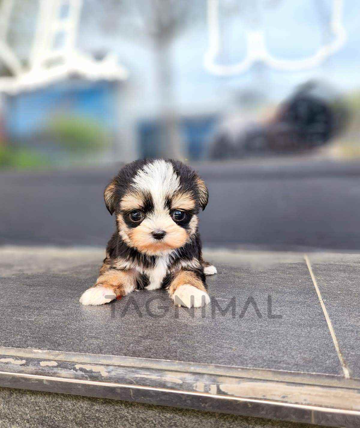 Maltipoo puppy for sale, dog for sale at Tagnimal