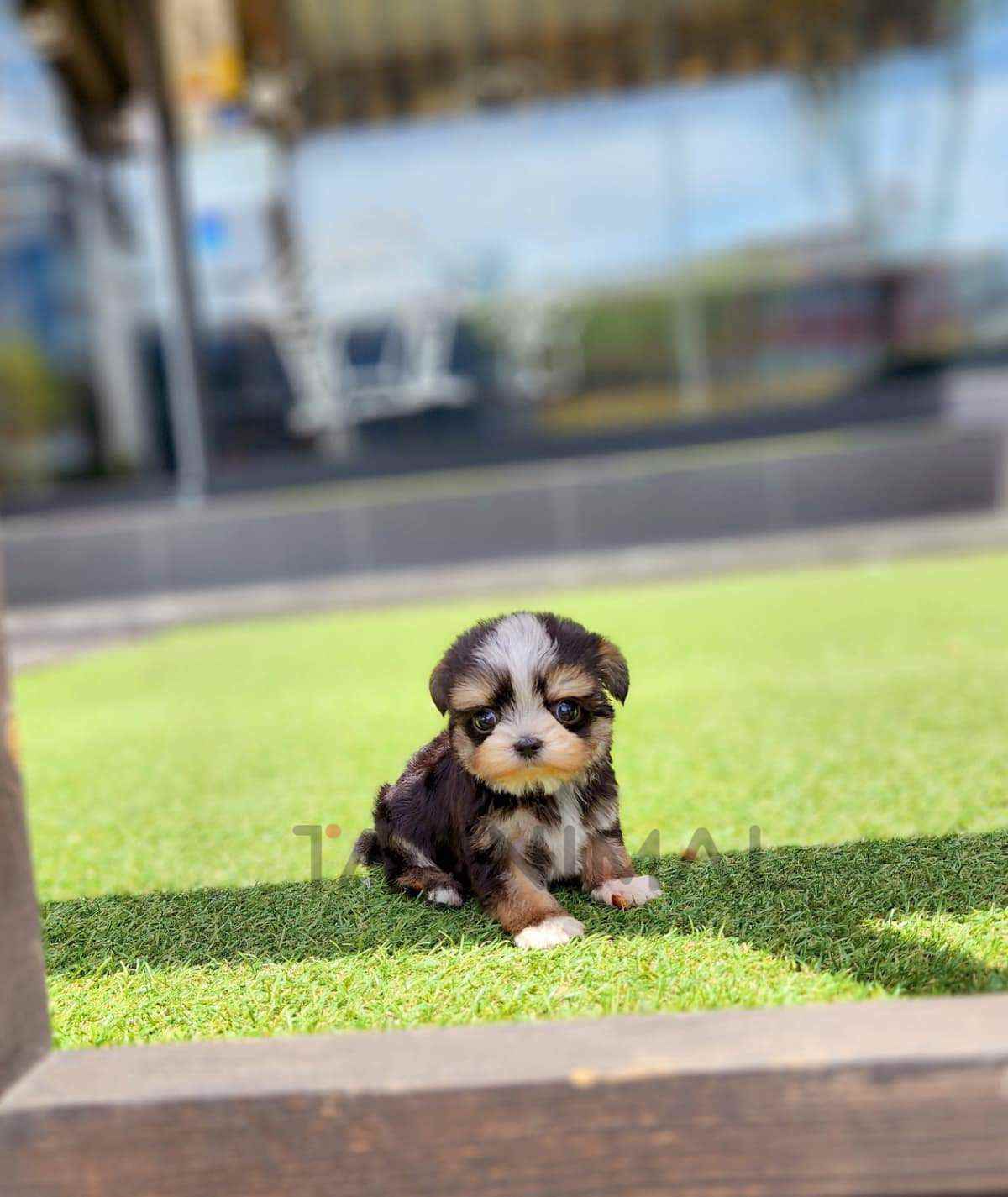 Maltipoo puppy for sale, dog for sale at Tagnimal