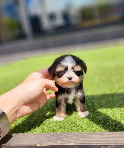 Maltipoo puppy for sale, dog for sale at Tagnimal