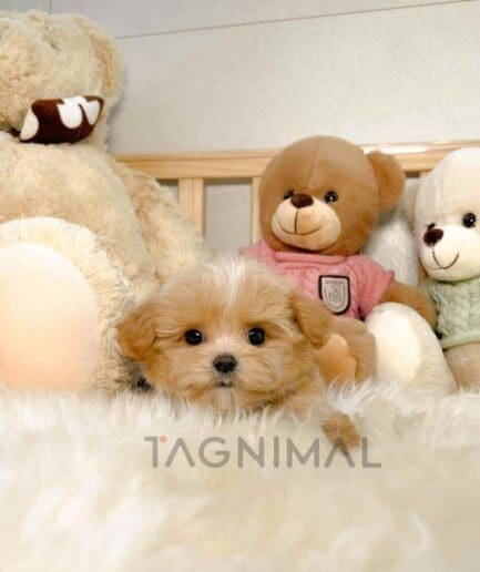 ขายลูกสุนัขมอลติพู ซื้อสุนัข ซื้อหมา ได้ที่ Tagnimal