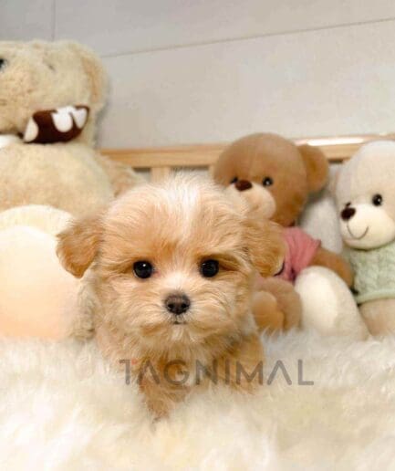 ขายลูกสุนัขมอลติพู ซื้อสุนัข ซื้อหมา ได้ที่ Tagnimal