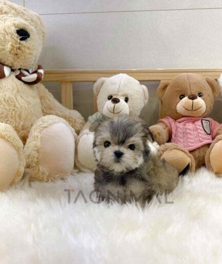 Morkie puppy for sale, dog for sale at Tagnimal