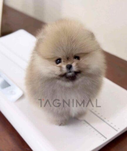 ขายลูกสุนัขปอมเมอเรเนียน ซื้อสุนัข ซื้อหมา ได้ที่ Tagnimal