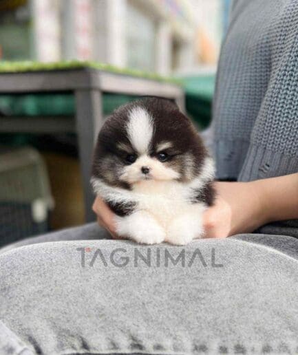 ขายลูกสุนัขปอมเมอเรเนียน ซื้อสุนัข ซื้อหมา ได้ที่ Tagnimal
