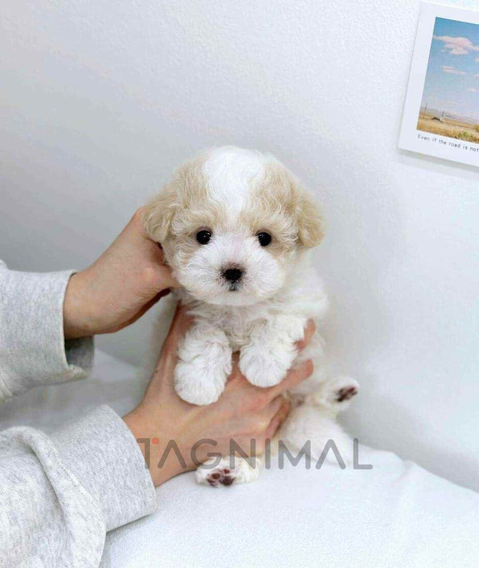 Poochon puppy for sale, dog for sale at Tagnimal