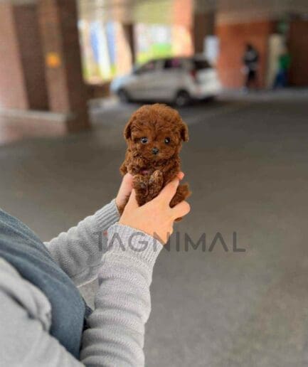 Poodle puppy for sale, dog for sale at Tagnimal