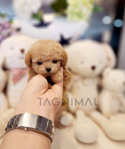 ขายลูกสุนัขพุดเดิ้ล ซื้อสุนัข ซื้อหมา ได้ที่ Tagnimal