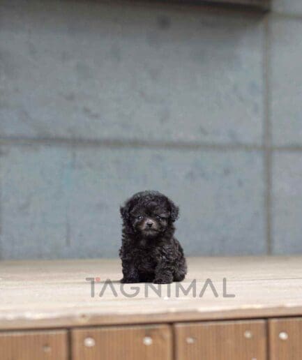 ขายลูกสุนัขพุดเดิ้ล ซื้อสุนัข ซื้อหมา ได้ที่ Tagnimal