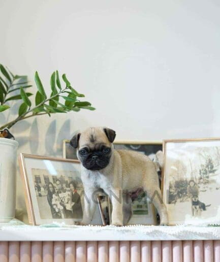 Pug puppy for sale, dog for sale at Tagnimal