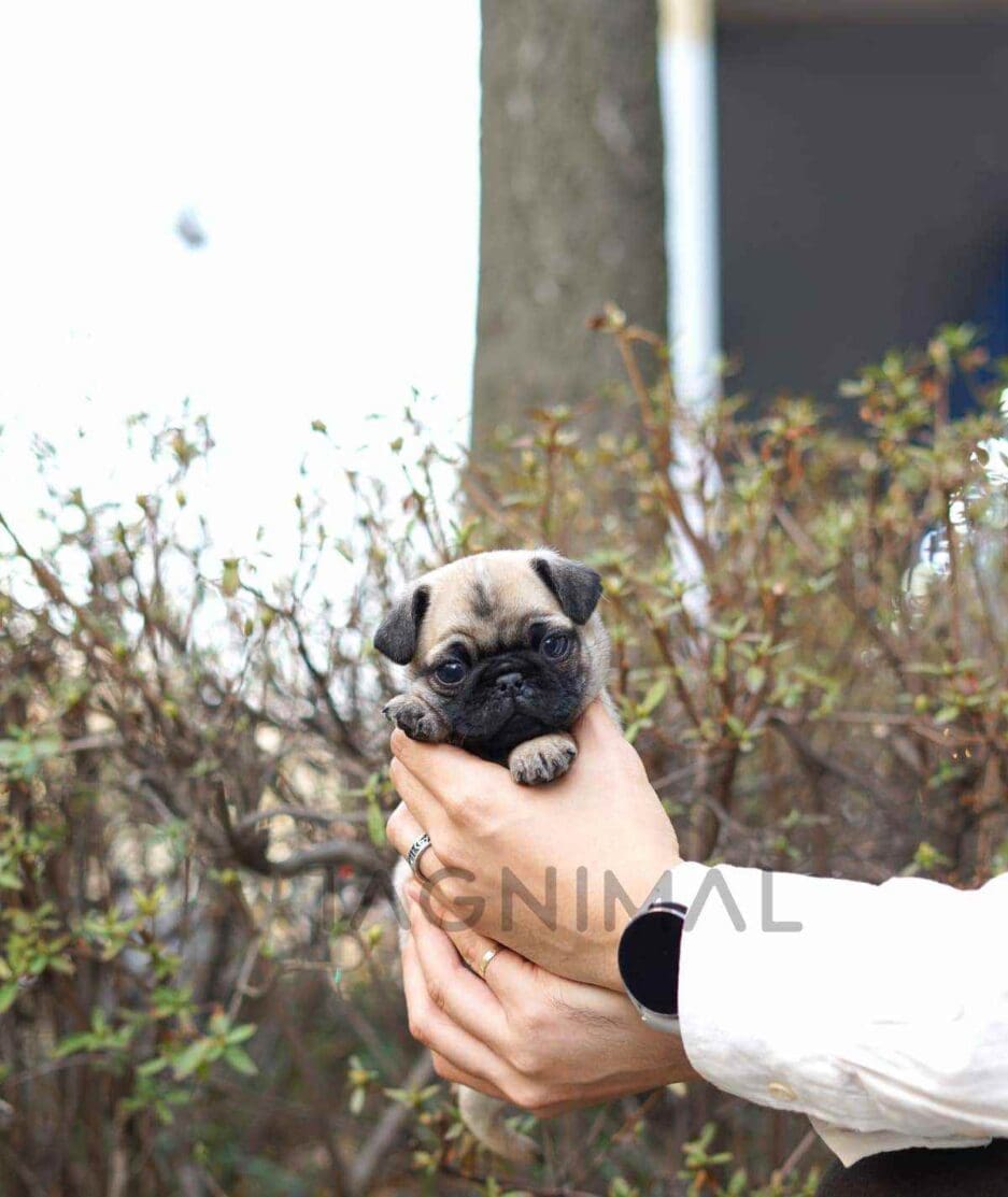 Pug puppy for sale, dog for sale at Tagnimal