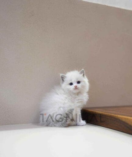 Ragdoll Straight kitten for sale, cat for sale at Tagnimal