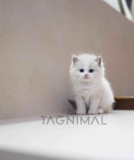 Ragdoll Straight kitten for sale, cat for sale at Tagnimal