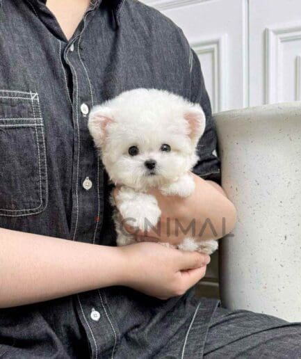 Bichon puppy for sale, dog for sale at Tagnimal