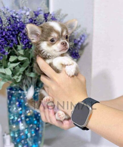 Chihuahua puppy for sale, dog for sale at Tagnimal