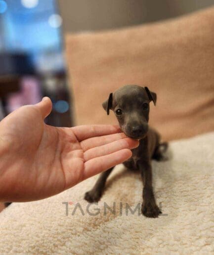 ขายลูกสุนัขอิตาเลียน เกรย์ฮาวด์ ซื้อสุนัข ซื้อหมา ได้ที่ Tagnimal