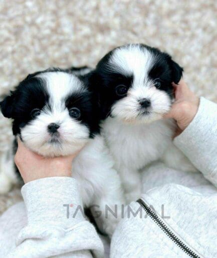 Malshi puppy for sale, dog for sale at Tagnimal