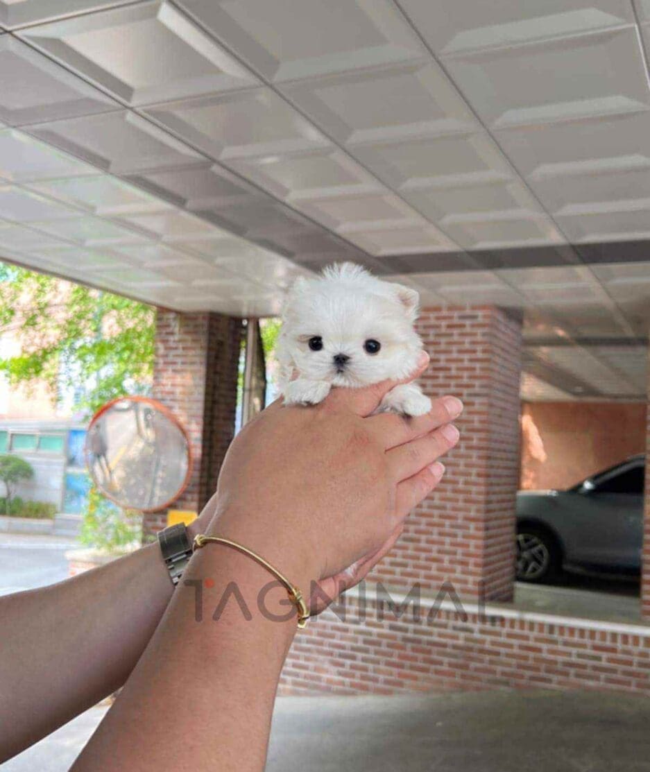 Maltese puppy for sale, dog for sale at Tagnimal