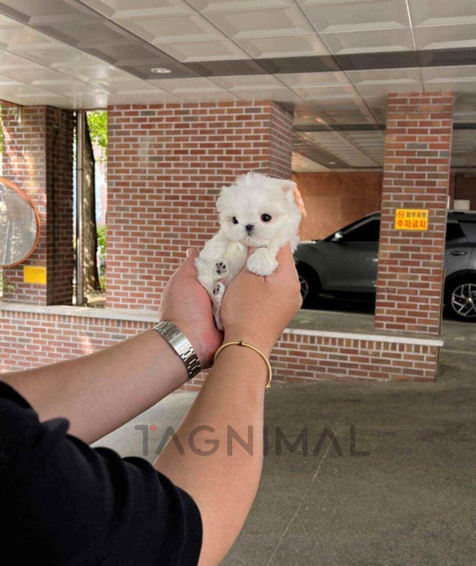 ขายลูกสุนัขมอลทีส ซื้อสุนัข ซื้อหมา ได้ที่ Tagnimal