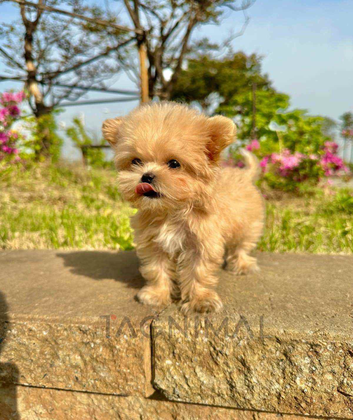 Maltipoo puppy for sale, dog for sale at Tagnimal