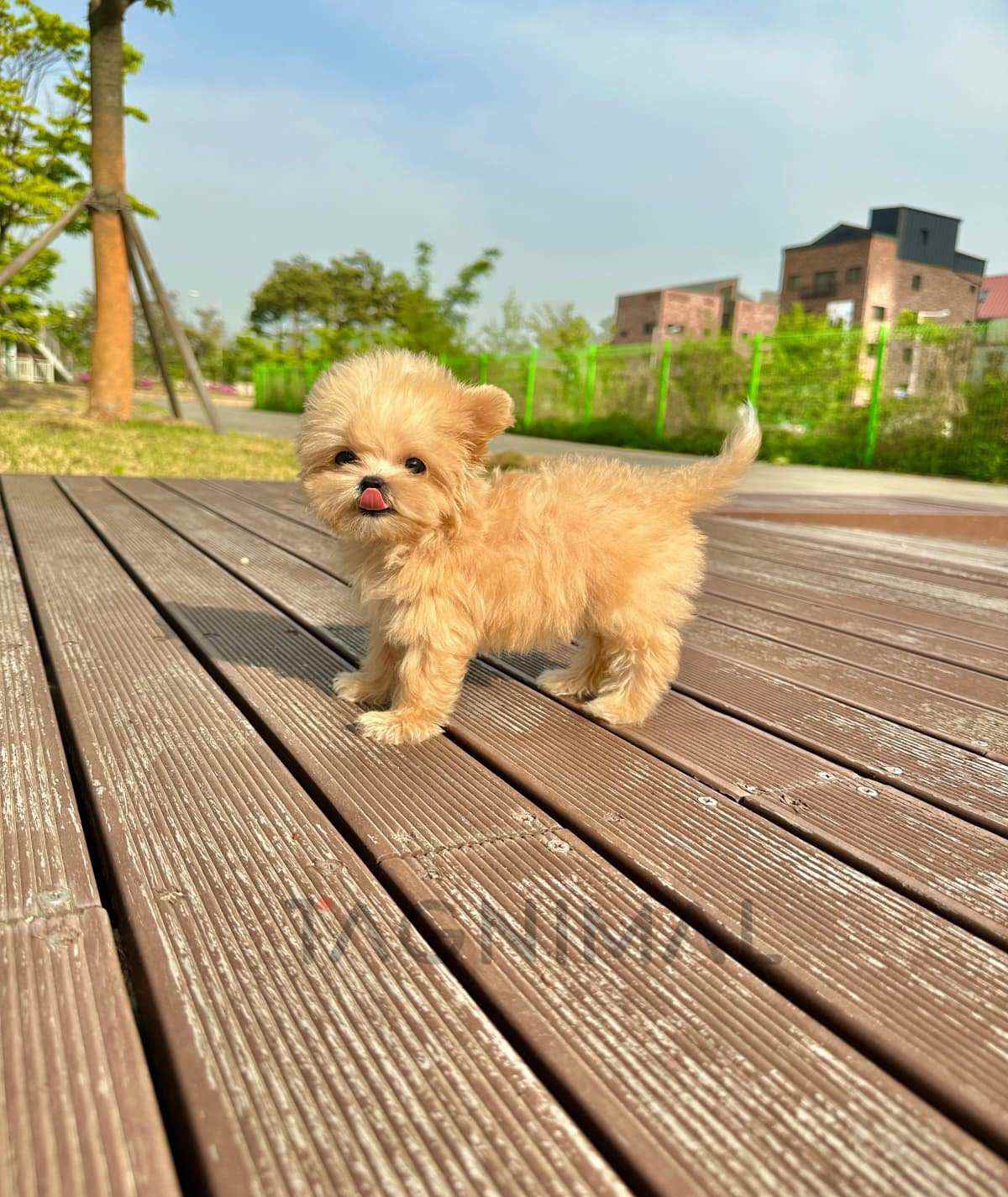 Maltipoo puppy for sale, dog for sale at Tagnimal