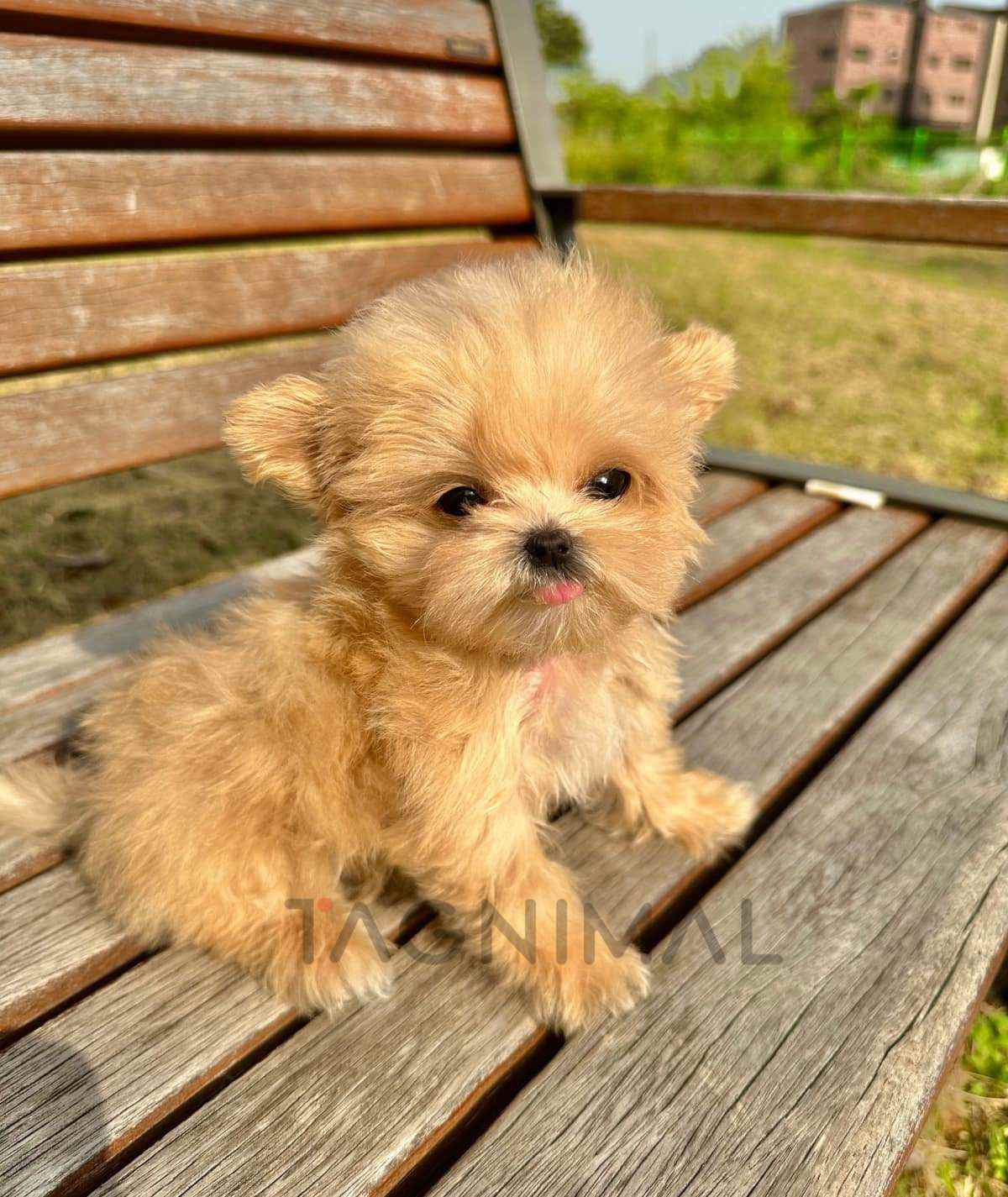 Maltipoo puppy for sale, dog for sale at Tagnimal