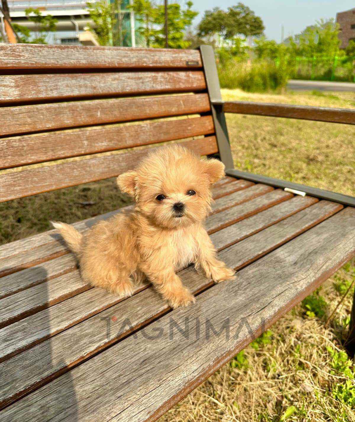Maltipoo puppy for sale, dog for sale at Tagnimal