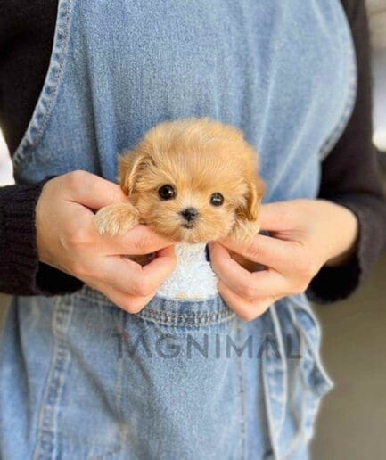 Maltipoo puppy for sale, dog for sale at Tagnimal