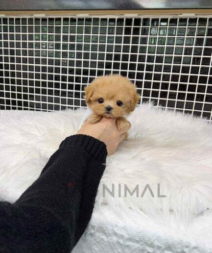 Maltipoo puppy for sale, dog for sale at Tagnimal