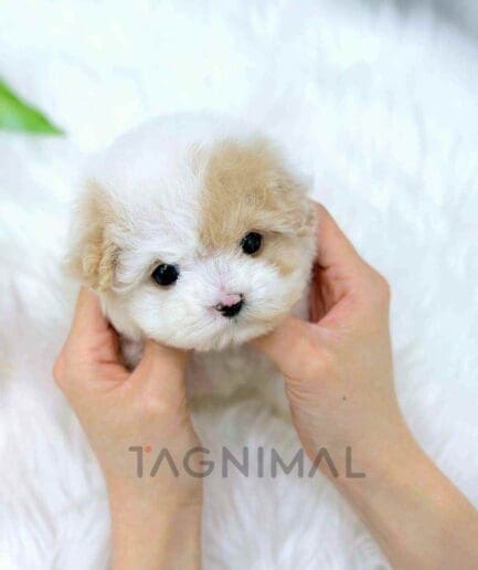 ขายลูกสุนัขมอลติพู ซื้อสุนัข ซื้อหมา ได้ที่ Tagnimal