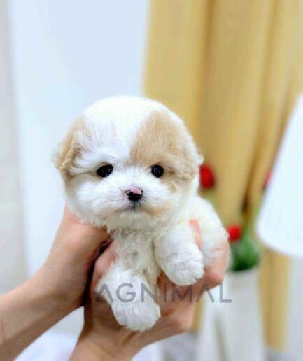ขายลูกสุนัขมอลติพู ซื้อสุนัข ซื้อหมา ได้ที่ Tagnimal