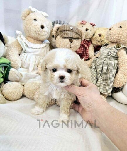 ขายลูกสุนัขมอลติพู ซื้อสุนัข ซื้อหมา ได้ที่ Tagnimal