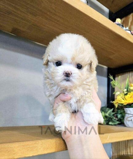 ขายลูกสุนัขมอลติพู ซื้อสุนัข ซื้อหมา ได้ที่ Tagnimal