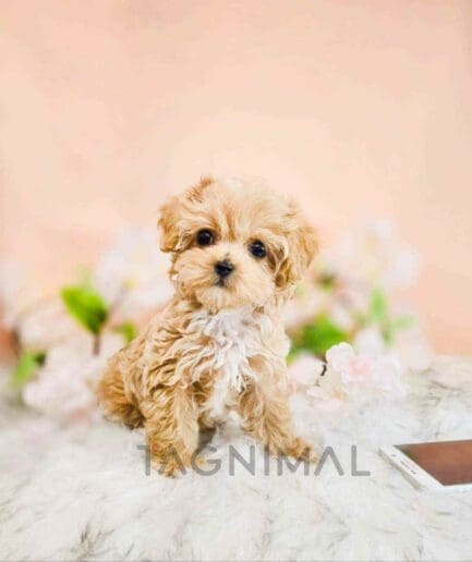ขายลูกสุนัขมอลติพู ซื้อสุนัข ซื้อหมา ได้ที่ Tagnimal