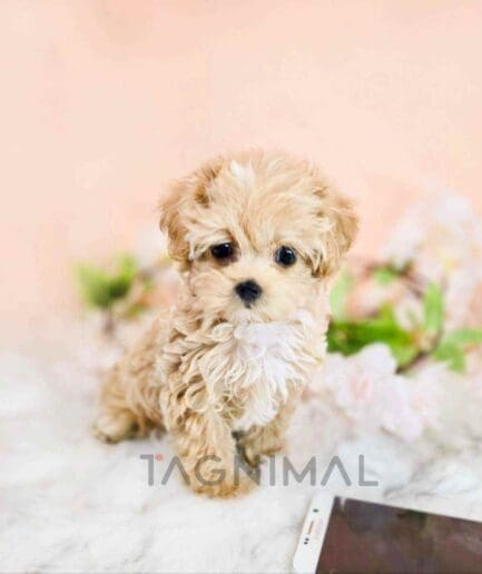 ขายลูกสุนัขมอลติพู ซื้อสุนัข ซื้อหมา ได้ที่ Tagnimal