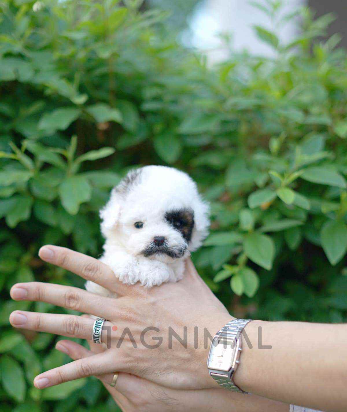 Maltipoo puppy for sale, dog for sale at Tagnimal