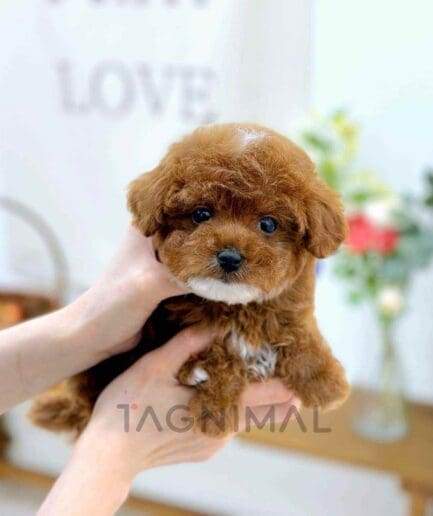 ขายลูกสุนัขมอลติพู ซื้อสุนัข ซื้อหมา ได้ที่ Tagnimal