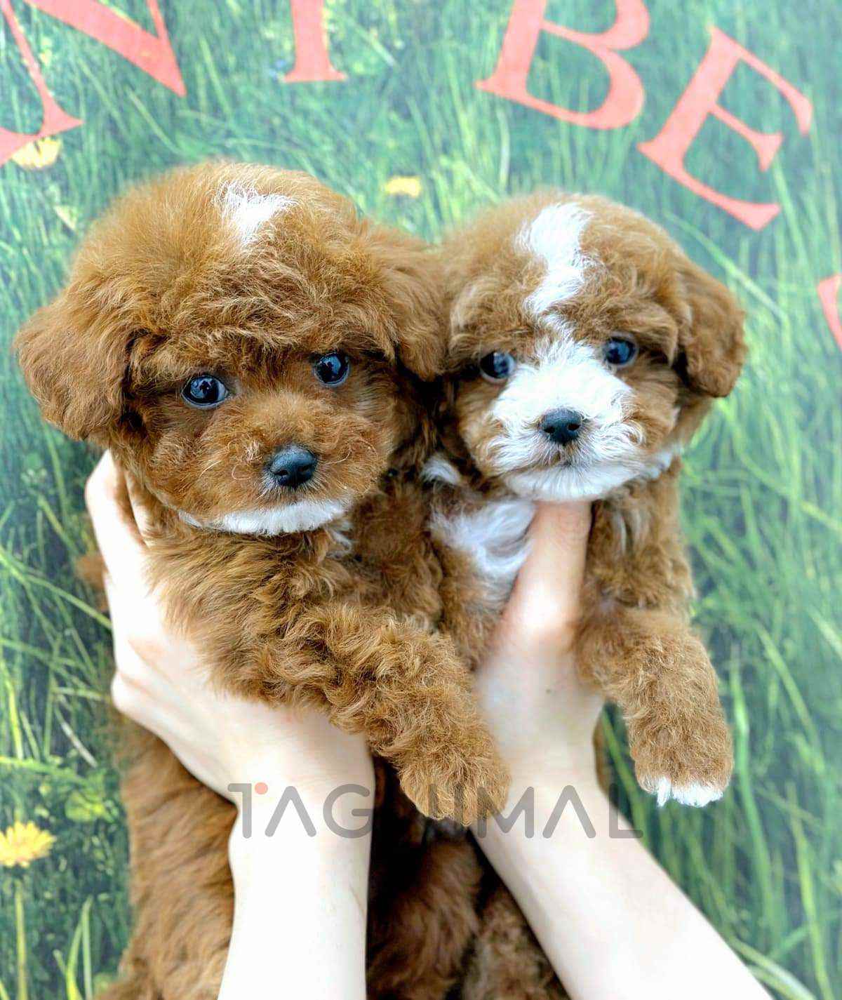 ขายลูกสุนัขมอลติพู ซื้อสุนัข ซื้อหมา ได้ที่ Tagnimal