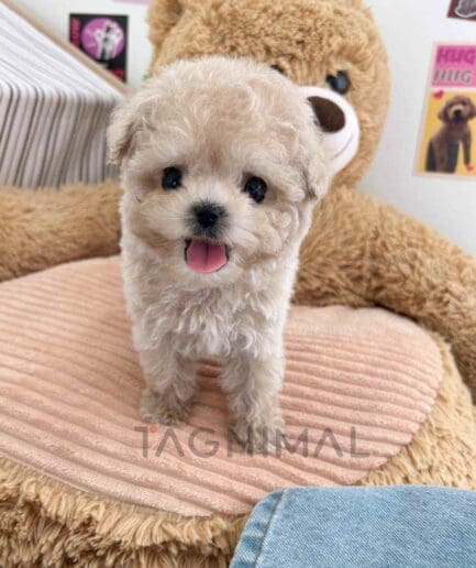 ขายลูกสุนัขมอลติพู ซื้อสุนัข ซื้อหมา ได้ที่ Tagnimal