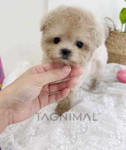 ขายลูกสุนัขมอลติพู ซื้อสุนัข ซื้อหมา ได้ที่ Tagnimal