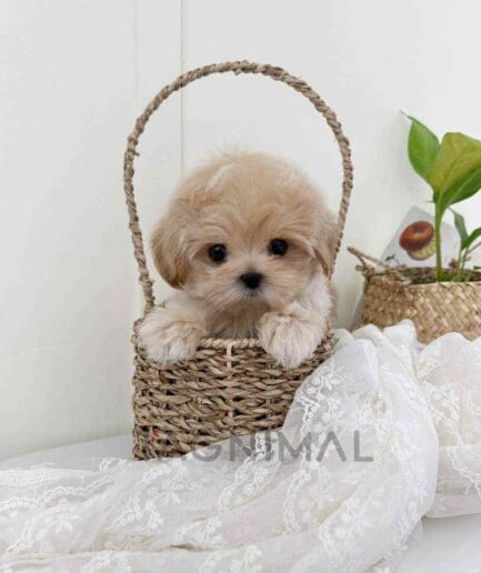 ขายลูกสุนัขมอลติพู ซื้อสุนัข ซื้อหมา ได้ที่ Tagnimal