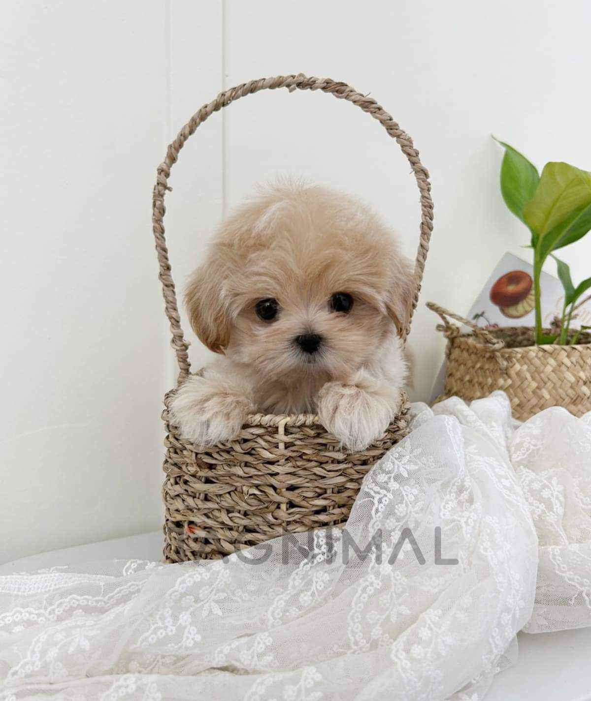 Maltipoo puppy for sale, dog for sale at Tagnimal