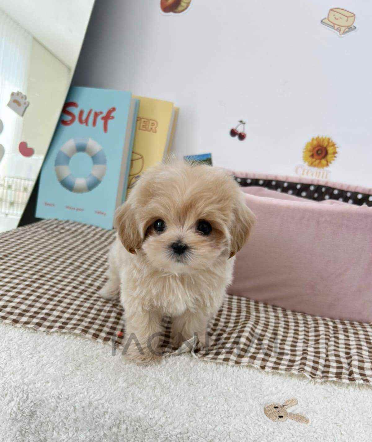 Maltipoo puppy for sale, dog for sale at Tagnimal