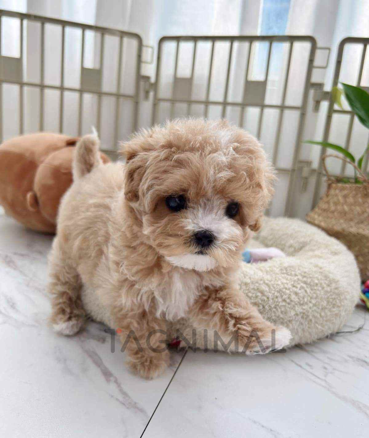 Maltipoo puppy for sale, dog for sale at Tagnimal