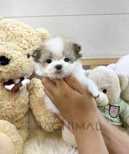 ขายลูกสุนัขมอลติพู ซื้อสุนัข ซื้อหมา ได้ที่ Tagnimal