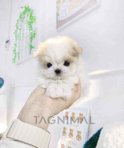 ขายลูกสุนัขมอลติพู ซื้อสุนัข ซื้อหมา ได้ที่ Tagnimal