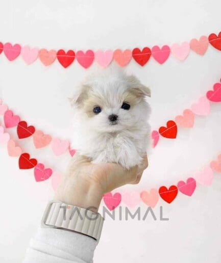 ขายลูกสุนัขมอลติพู ซื้อสุนัข ซื้อหมา ได้ที่ Tagnimal